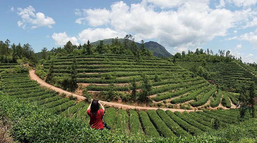 富硒茶含多少硒(含硒的茶叶对人有哪些好处)-硒宝网