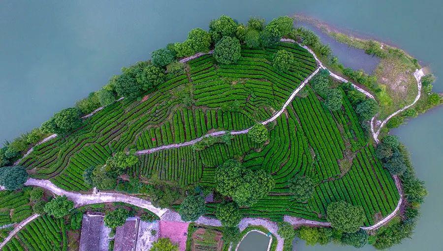 富硒茶含多少硒(含硒的茶叶对人有哪些好处)-硒宝网