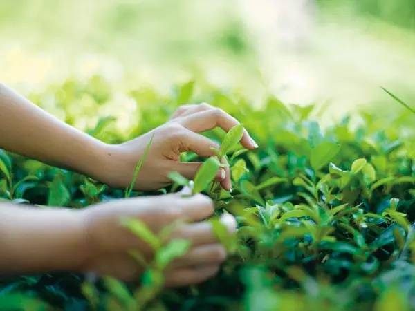 富硒茶含多少硒(含硒的茶叶对人有哪些好处)-硒宝网