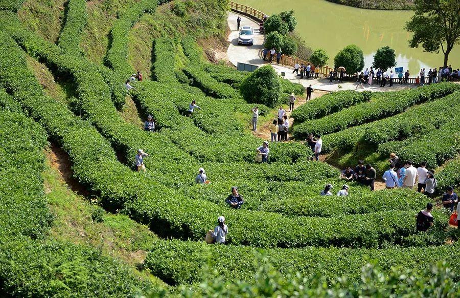 富硒茶含多少硒(含硒的茶叶对人有哪些好处)-硒宝网