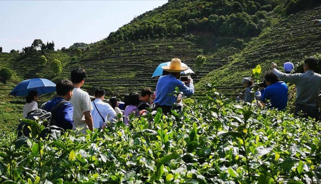 富硒茶含多少硒(含硒的茶叶对人有哪些好处)-硒宝网