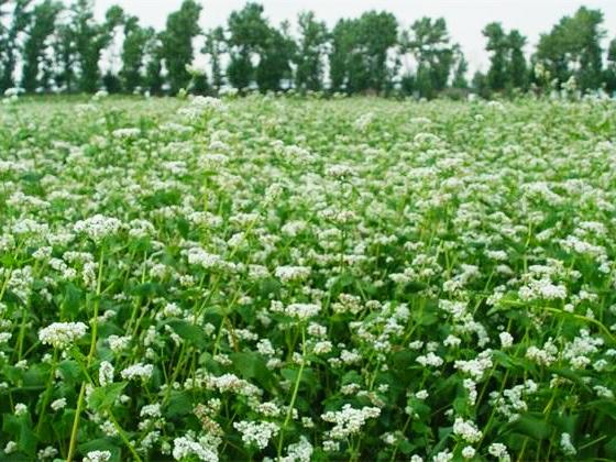 富硒茶硒指什么(茶叶富硒)-硒宝网