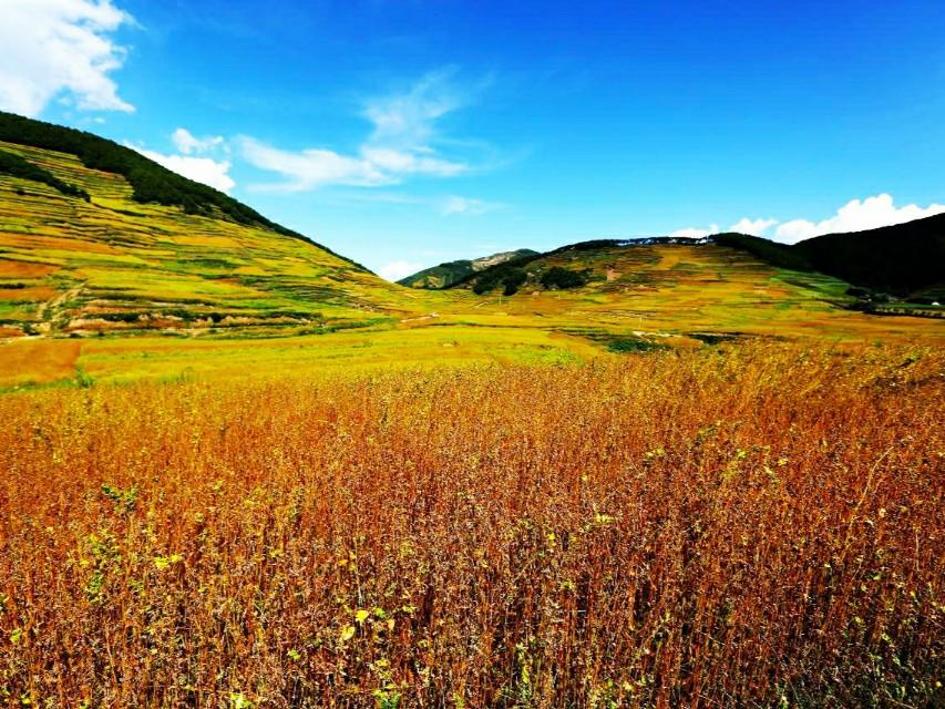 富硒茶硒指什么(茶叶富硒)-硒宝网