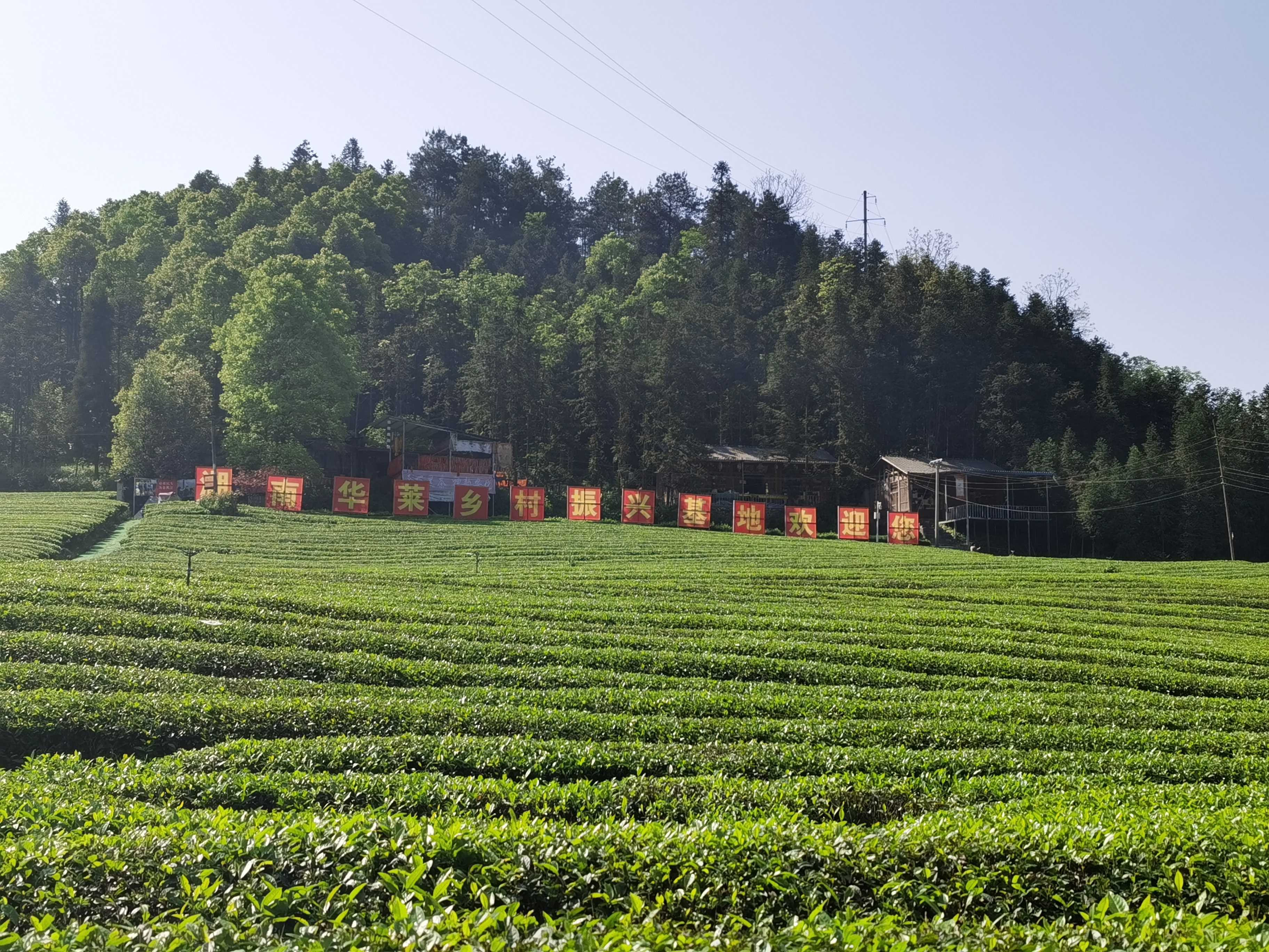 万源富硒毛尖茶(万源富硒茶叶价格)-硒宝网