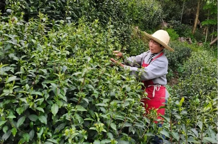 富硒茶是否含硒(茶含富硒是否硒元素多)-硒宝网