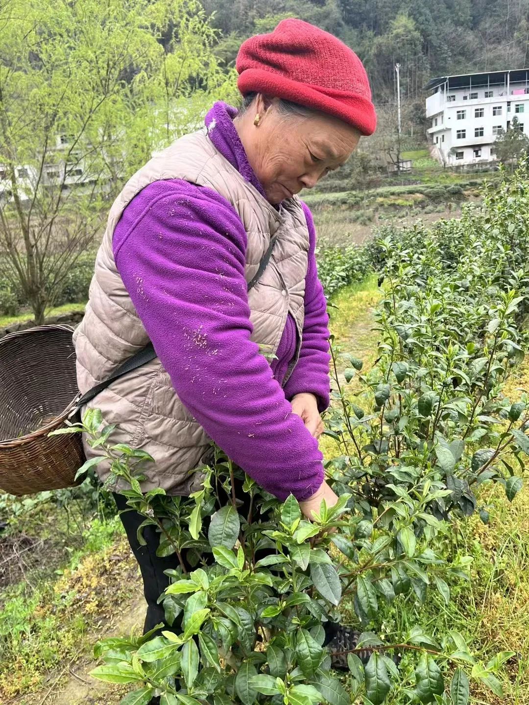 富硒茶是否含硒(茶含富硒是否硒元素多)-硒宝网