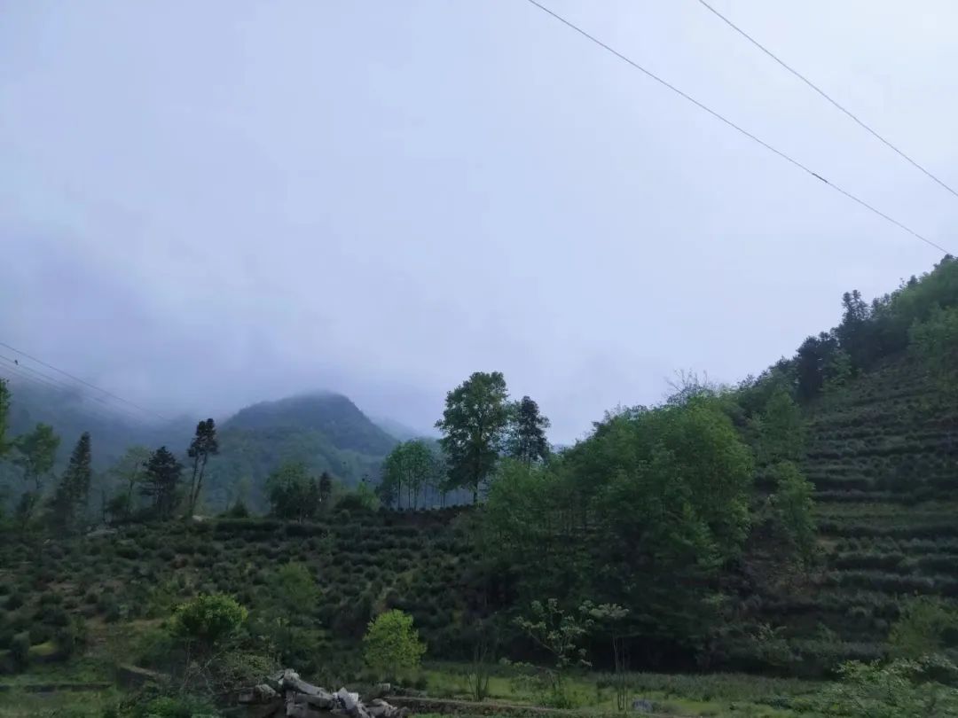 富硒茶是否含硒(茶含富硒是否硒元素多)-硒宝网