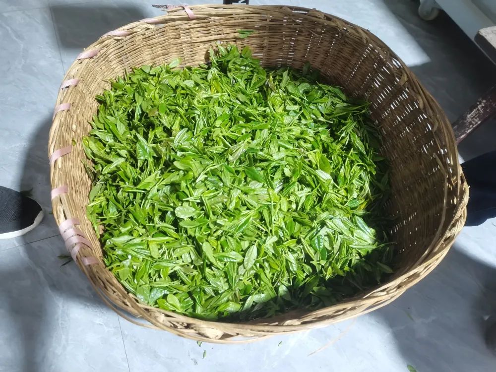 富硒茶是否含硒(茶含富硒是否硒元素多)-硒宝网