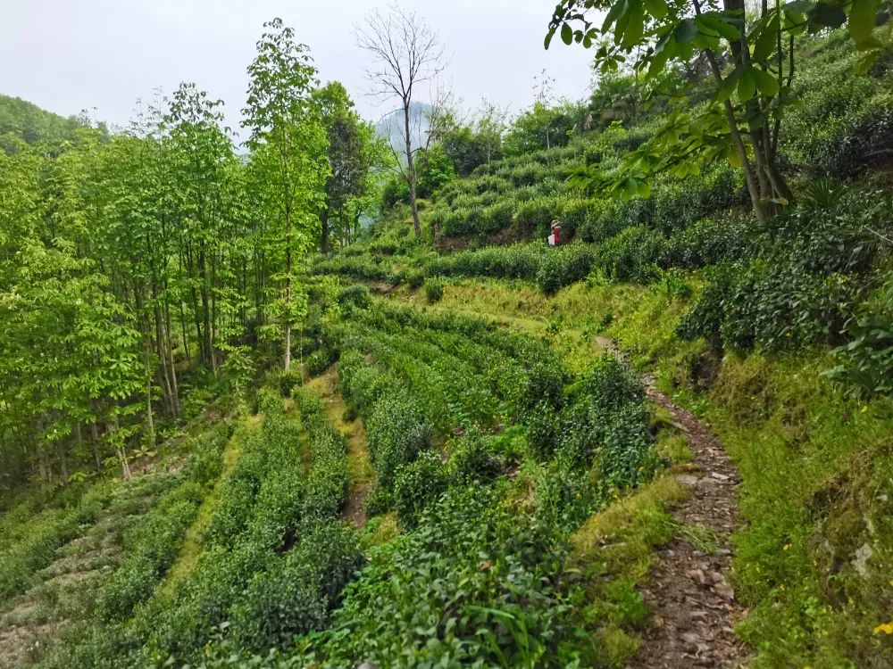 富硒茶是否含硒(茶含富硒是否硒元素多)-硒宝网
