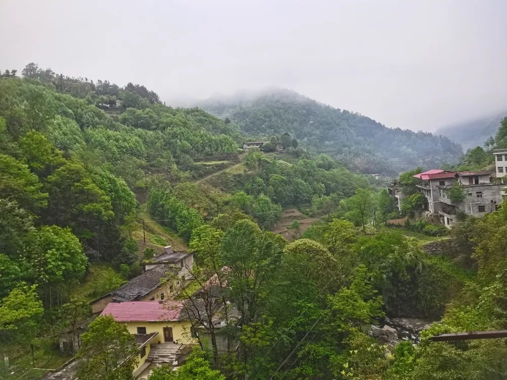 富硒茶是否含硒(茶含富硒是否硒元素多)-硒宝网