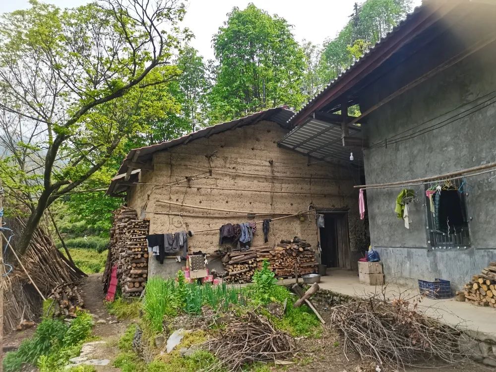 富硒茶是否含硒(茶含富硒是否硒元素多)-硒宝网