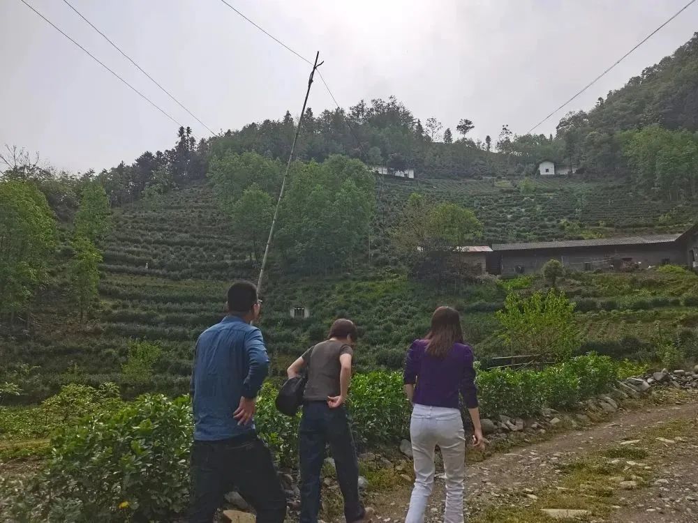 富硒茶是否含硒(茶含富硒是否硒元素多)-硒宝网