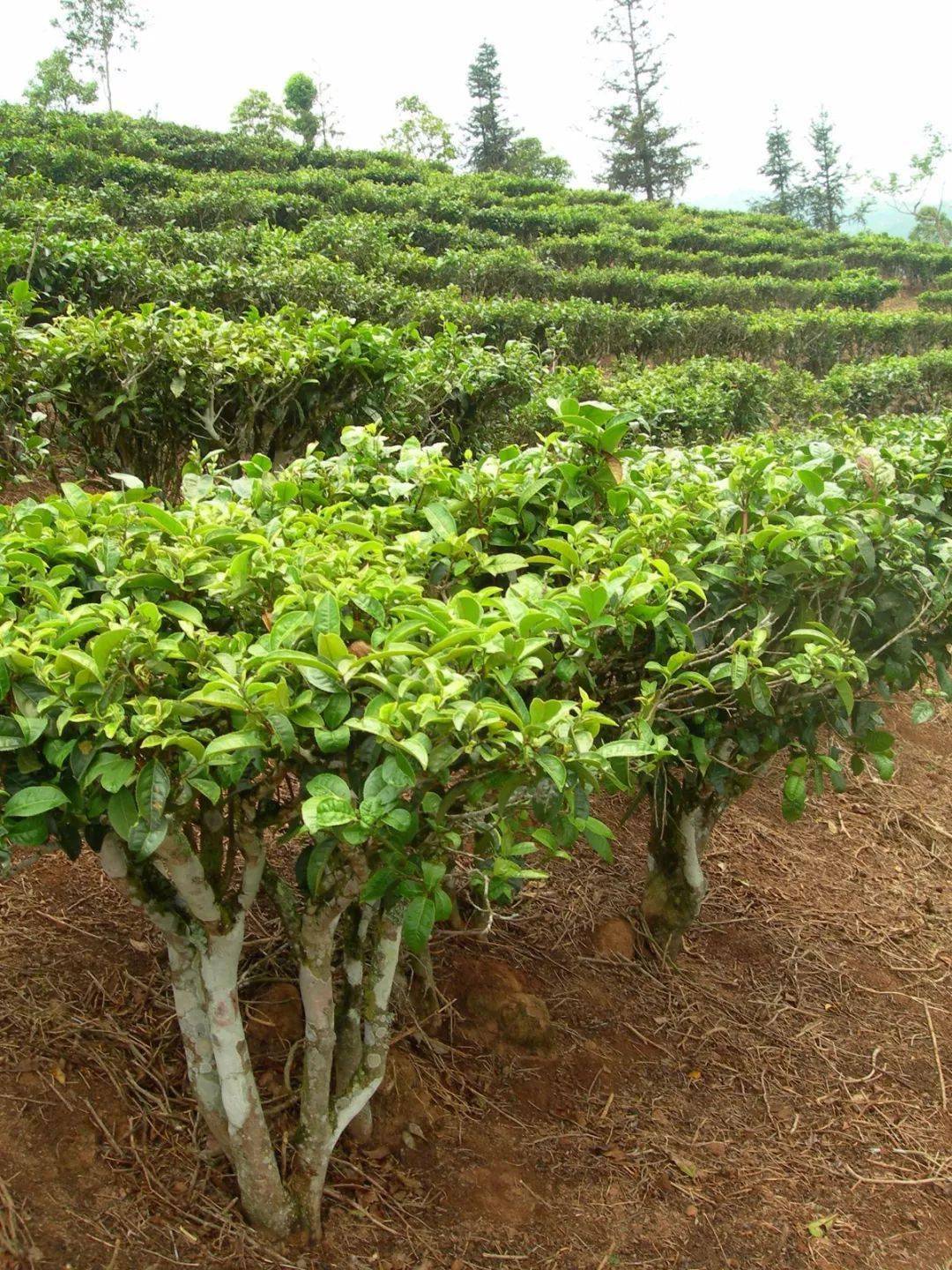 硒乡源 富硒茶(富硒茶之乡)-硒宝网