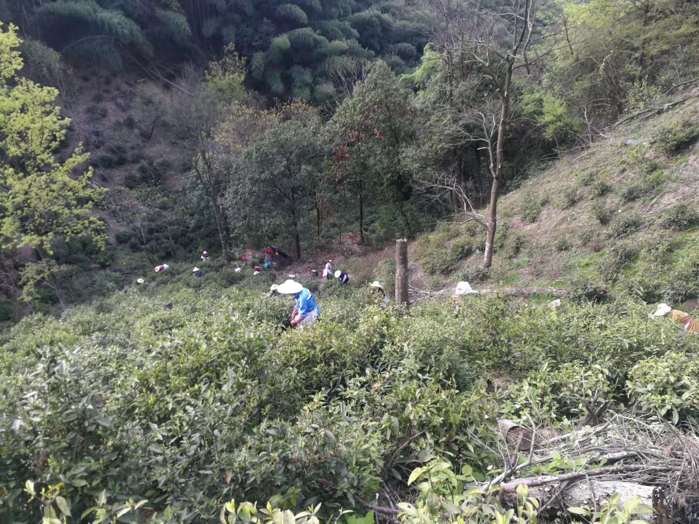 霄坑五队富硒茶（霄坑富硒茶多少钱一斤）-硒宝网