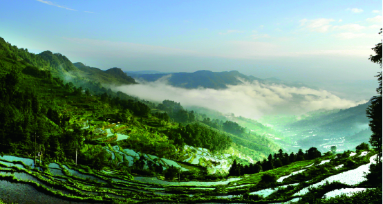 富硒茶硒量标准(茶量标准富硒硒是多少)-硒宝网