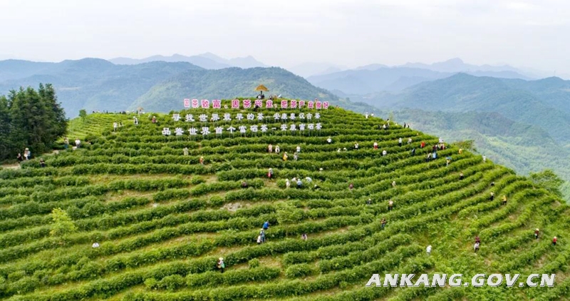 2020富硒茶(富硒茶叶)-硒宝网