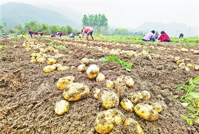 硒谷富硒茶春花（富硒大米+硒含量）-硒宝网