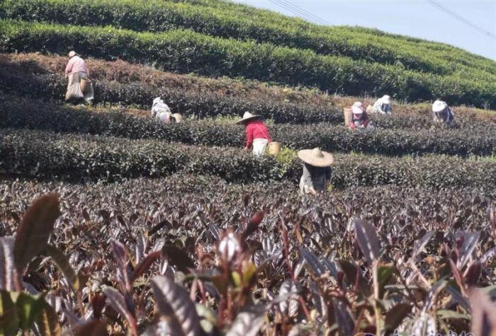 四川富硒茶产业（四川富硒产品质检中心）-硒宝网