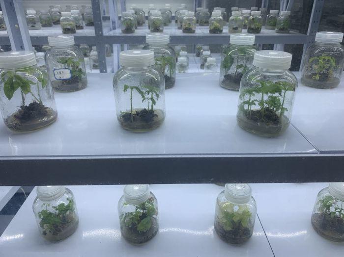 四川富硒茶产业（四川富硒产品质检中心）-硒宝网