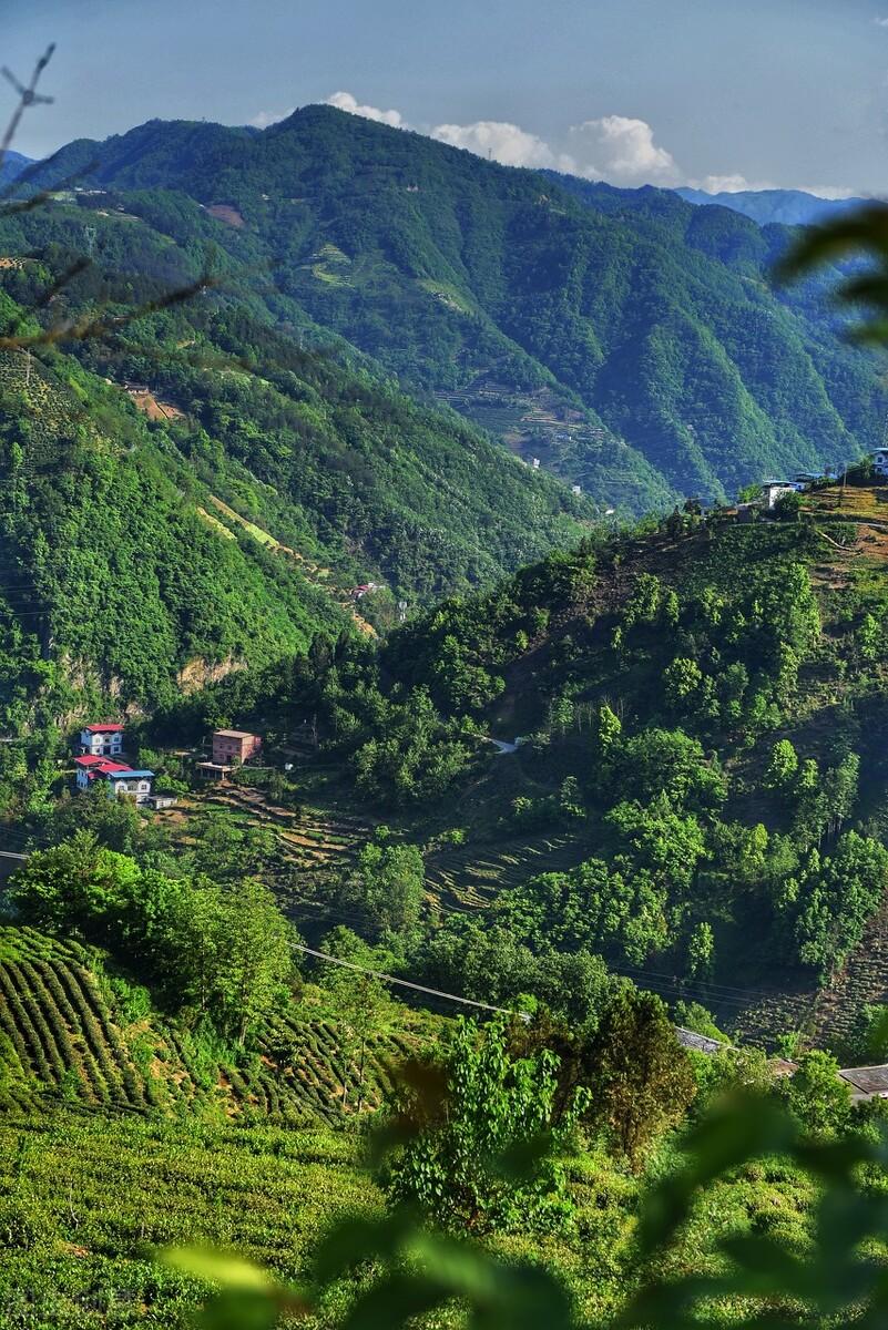 富硒茶含硒标准（茶含标准富硒硒是什么）-硒宝网