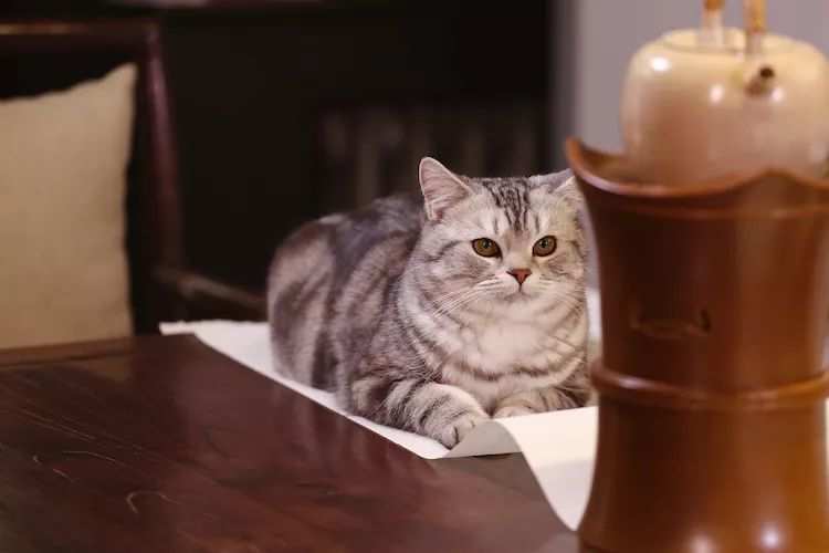 硒润茶业富硒茶(润茶茶业富硒硒含量多少)-硒宝网