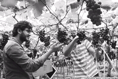 珲春富锌富硒茶（富硒茶庄）-硒宝网