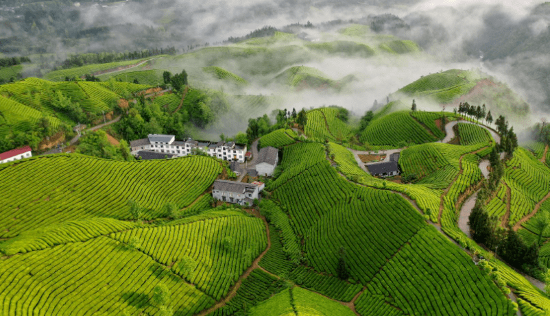 恩施富小硒富茶(恩施富硒茶21年新茶价格)-硒宝网