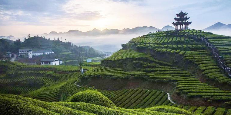 恩施富小硒富茶(恩施富硒茶500克价格)-硒宝网