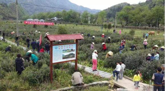 池州富锌富硒茶(池州富硒村)-硒宝网