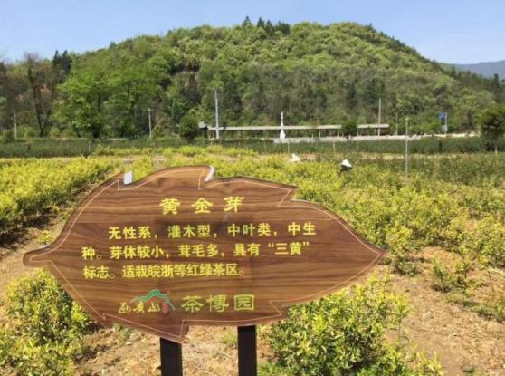 池州富锌富硒茶(池州富硒村)-硒宝网