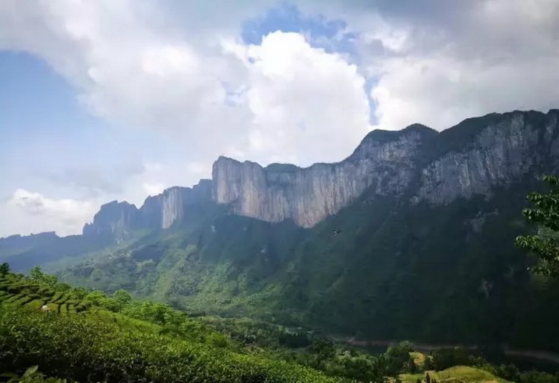 恩施富硒茶百茶（恩施富硒茶）-硒宝网