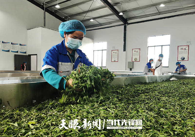 蚌埠富锌富硒茶（安徽富硒茶的功效与作用）-硒宝网