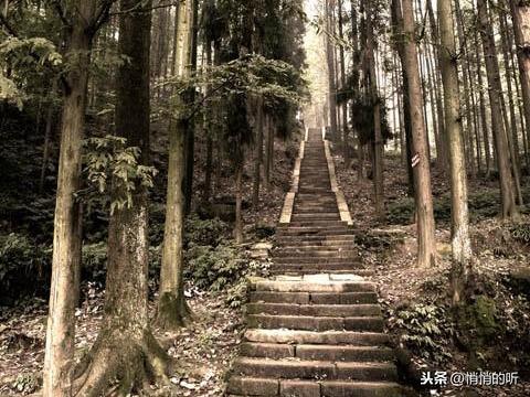 秋茶紫阳富硒茶（紫阳富硒茶山）-硒宝网