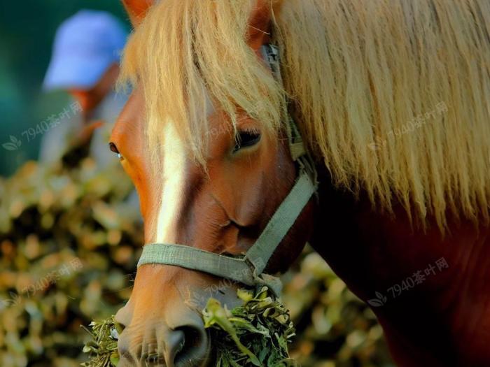 茶马世家富硒茶(马坡富硒茶)-硒宝网