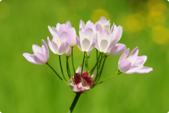 藤茶恩施富硒茶(富硒藤茶多少钱一斤)-硒宝网