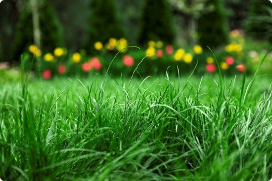 藤茶恩施富硒茶(富硒藤茶多少钱一斤)-硒宝网