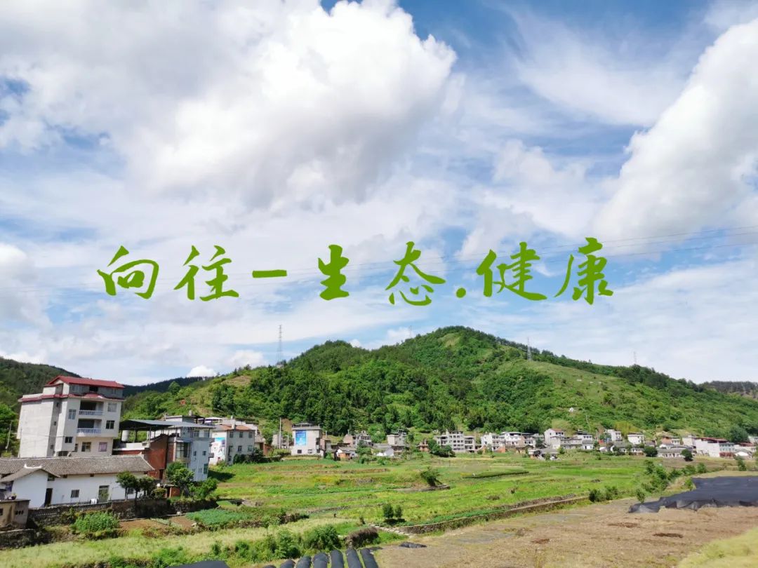 西安茶城富硒茶（陕西富硒茶的功效与作用）-硒宝网