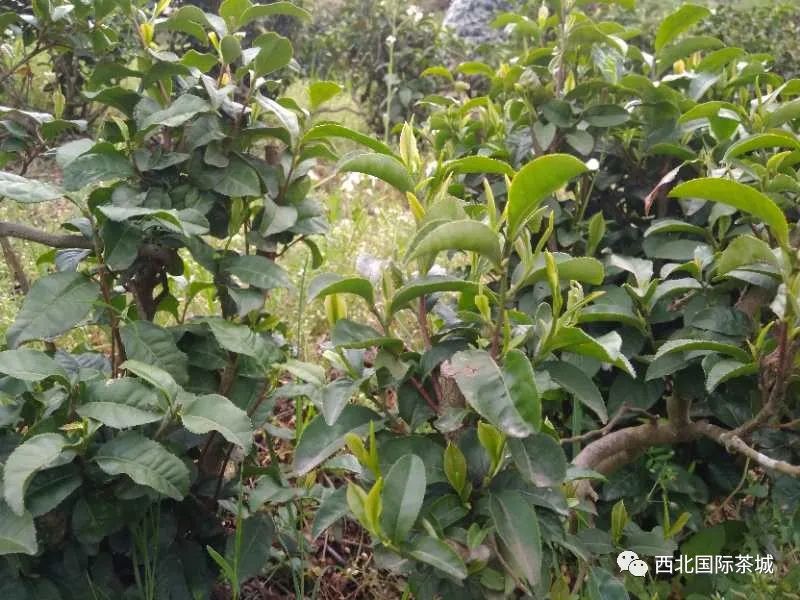 西安茶城富硒茶（陕西富硒茶的功效与作用）-硒宝网