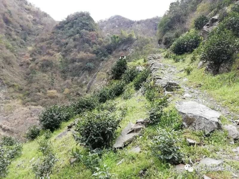 西安茶城富硒茶（陕西富硒茶的功效与作用）-硒宝网