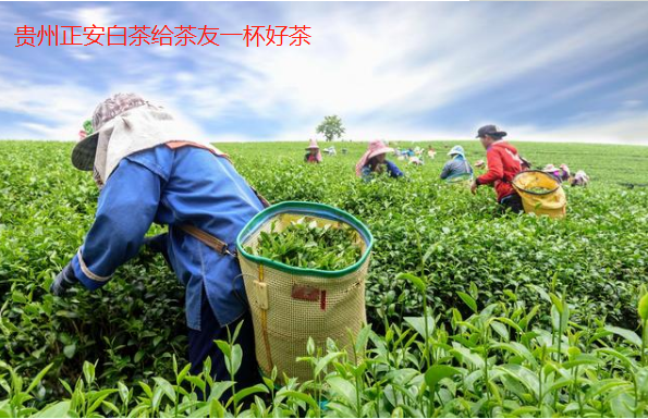 清明富锌富硒茶（清明茶富硒富锌含量）-硒宝网