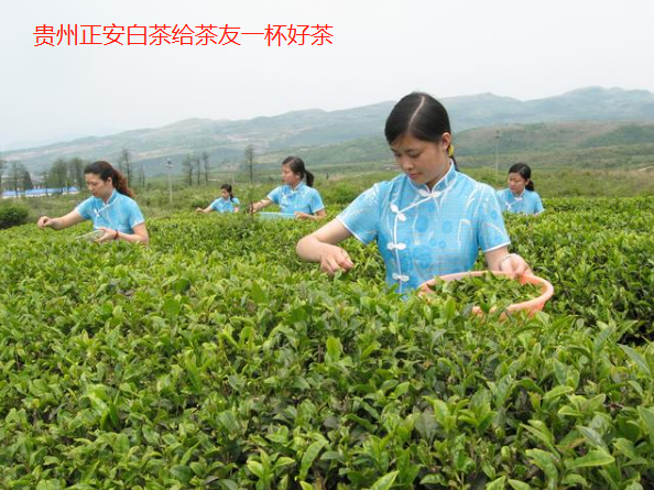 清明富锌富硒茶（清明茶富硒富锌含量）-硒宝网