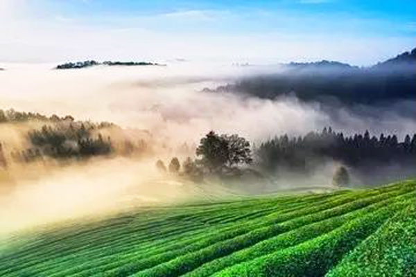 清明富锌富硒茶（清明茶富硒富锌含量）-硒宝网