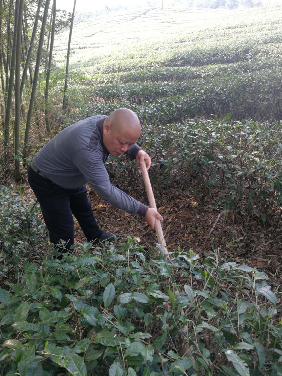 清明富锌富硒茶（清明茶富硒富锌含量）-硒宝网