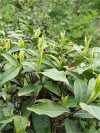 富硒茶开茶直播(富硒茶饮料)-硒宝网