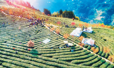 紫阳富硒茶橘茶(紫阳富硒茶中的硒是什么)-硒宝网