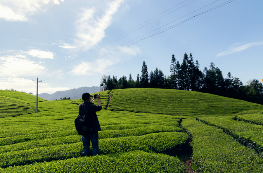 那些茶是富硒茶(富硒茶和普通茶的区别)-硒宝网