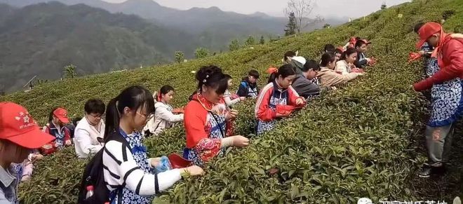 那些茶是富硒茶（富硒茶真的含硒元素吗）-硒宝网