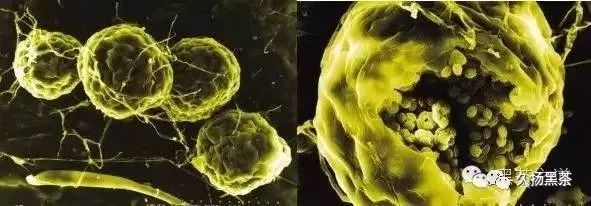 安化黑茶富硒茶（安化黑茶含硒有何证据）-硒宝网