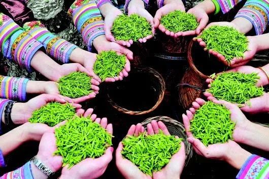 原生富硒茶黄茶(富硒黄金茶怎样冲泡)-硒宝网