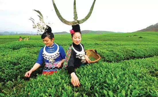 原生富硒茶黄茶(富硒黄金茶怎样冲泡)-硒宝网